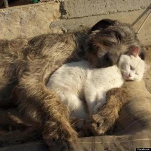dog & cat